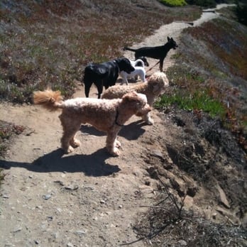 It's a Dog's World - Lands End - Dog Walkers Near Me