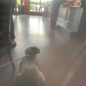 Mojo Coffee House - Priscilla's favorite coffee shop floor to sploot on - Coffee & Tea Near Me - New Orleans, Louisiana Mojo Coffee House - Priscilla's favorite coffee shop floor to sploot on - Coffee & Tea Near Me - New Orleans, Louisiana