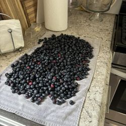 Turner's Blueberry
