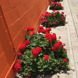 Carniceria Las Reina's - Pretty red flowers