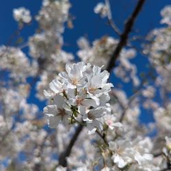 Central City Park - Cherry blossoms