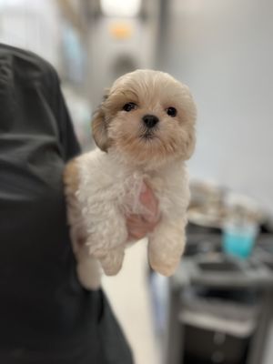 Puppies N Love 7700 W Arrowhead Towne Ctr Glendale AZ 85308 US MapQuest