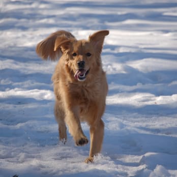 Wag Wagon Pet Services - Moxie had a great time on her Wag Wagon Weekend Retreat! - Pet Groomers Near Me