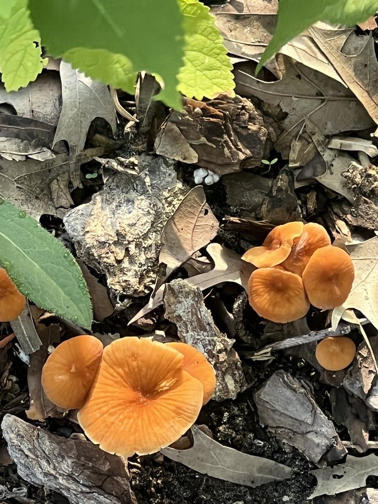 Mullet Creek Park Image