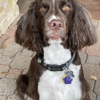 Pet Perfect Salon - Pet Groomers Near Me - Carrollton, Texas Pet Perfect Salon - Pet Groomers Near Me - Carrollton, Texas