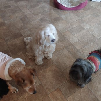 Pet Nanny Paso - Her senior dogs are very friendly towards Mokka - Pet Sitting Near Me