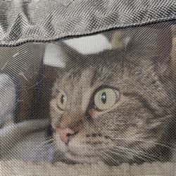McCormick Animal Hospital - Calmer but still hissed.