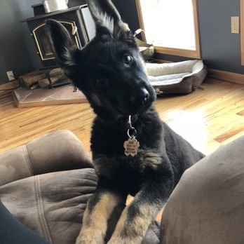 Rocky Mountain - Pet Training Near Me - Conifer, Colorado Rocky Mountain - Pet Training Near Me - Conifer, Colorado