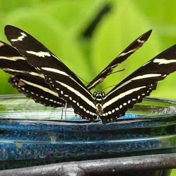 Butterfly Show at Krohn Conservatory - Philippian butterflies 2015 - Local Flavor Near Me - Cincinnati, Ohio Butterfly Show at Krohn Conservatory - Philippian butterflies 2015 - Local Flavor Near Me - Cincinnati, Ohio