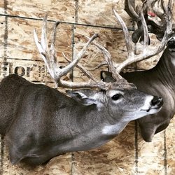 Travis Manning Custom Taxidermy