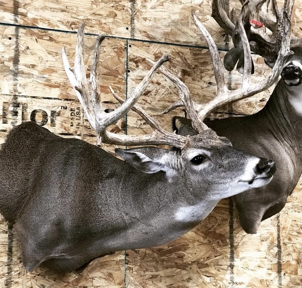 TRAVIS MANNING CUSTOM TAXIDERMY Updated October 2024 16 Photos