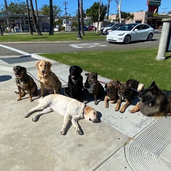 OC Pup Scouts - Dog Walkers Near Me - Dana Point, California OC Pup Scouts - Dog Walkers Near Me - Dana Point, California