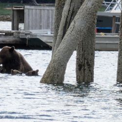 Sea Wolf Adventures