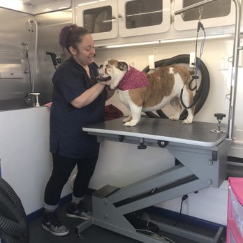 Barking Dogs Vegas Grooming Furry Land Mobile Dog Grooming 2025