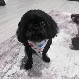Kuma's cute haircut and bandana they gave him