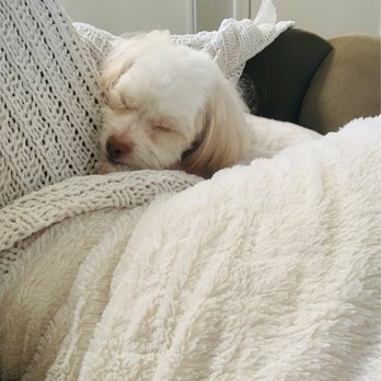 Alpine Pet Grooming - Sooooo relaxed - Pet Groomers Near Me - Vacaville, California Alpine Pet Grooming - Sooooo relaxed - Pet Groomers Near Me - Vacaville, California