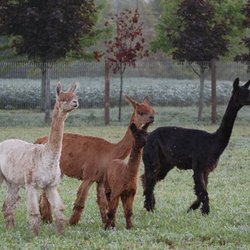Creekwood Alpacas