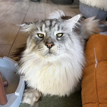 Catzen Coffee - Coffee & Tea Near Me - Saint Paul, Minnesota Catzen Coffee - Coffee & Tea Near Me - Saint Paul, Minnesota