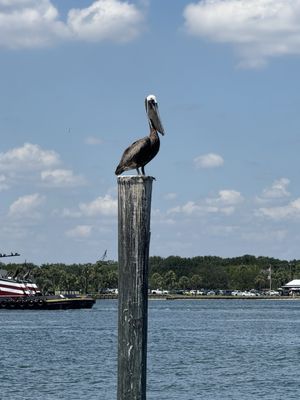 Singletons Seafood Shack by null