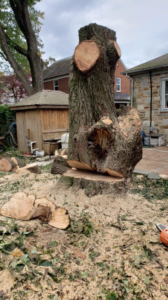 Machado Landscaping & Tree Services - tree service in Owings Mills, MD