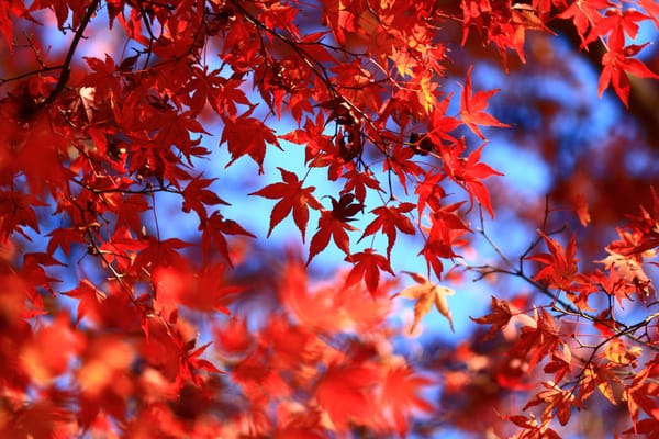 Yoshinoyama by null
