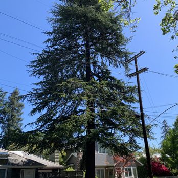 Firefighter Tree Service - Front yard cedar, before. 2nd angle. - Tree Services Near Me - Redwood City, California Firefighter Tree Service - Front yard cedar, before. 2nd angle. - Tree Services Near Me - Redwood City, California