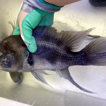 Armored Cat Aquatics - Black Widow Frontosa - Local Fish Stores Near Me