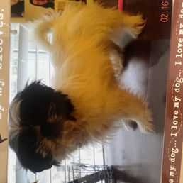 This picture is right after I got her from my husband for a special birthday present - A small, fluffy dog with black and tan fur is positioned on a wooden table, with photos on the wall behind it and a wire basket nearby.