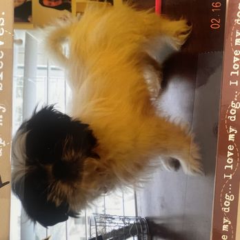 PetSmart - This picture is right after I got her from my husband for a special birthday present - A small, fluffy dog with black and tan fur is positioned on a wooden table, with photos on the wall behind it and a wire basket nearby. - Pet Stores Near Me - Tucson, Arizona