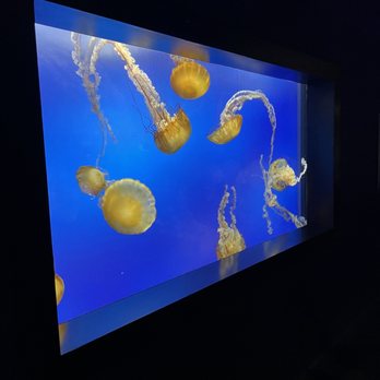 Aquarium Pyramid - Jellyfish Exhibit - Aquariums Near Me - Galveston, Texas Aquarium Pyramid - Jellyfish Exhibit - Aquariums Near Me - Galveston, Texas
