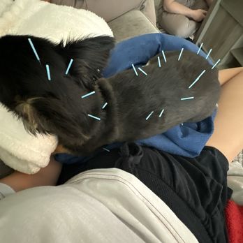 Sunny Side Mobile Veterinary - Veterinarians Near Me Sunny Side Mobile Veterinary - Veterinarians Near Me