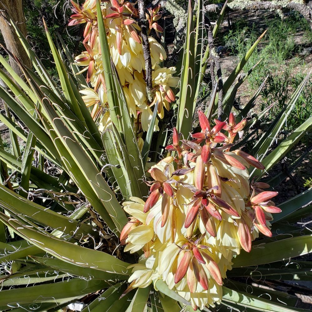 Wildlife West Nature Park - Blooming yucca. - Zoos Near Me - Edgewood, New Mexico Wildlife West Nature Park - Blooming yucca. - Zoos Near Me - Edgewood, New Mexico