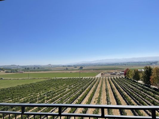 Koenig Vineyards by null