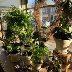 Earth Garden - Mixed plants