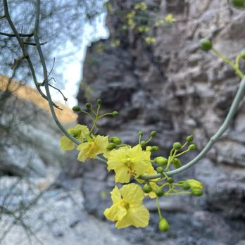 Painted Canyon - Flowers - Hiking Near Me - Mecca, California