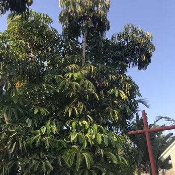 Reg’s Tree Service - Before of my "garbage" tree. It just dropped garbage. - Tree Services Near Me - Corona, California Reg’s Tree Service - Before of my "garbage" tree. It just dropped garbage. - Tree Services Near Me - Corona, California
