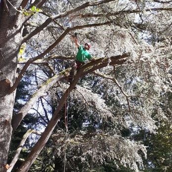 Forest Tree Service - Tree Services Near Me - Longview, Washington Forest Tree Service - Tree Services Near Me - Longview, Washington