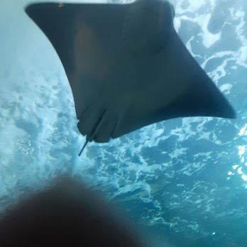 Downtown Aquarium - Sorry my thumb is blocking the way. This is a picture of the stingray over the glass. - Museums Near Me - Denver, Colorado Downtown Aquarium - Sorry my thumb is blocking the way. This is a picture of the stingray over the glass. - Museums Near Me - Denver, Colorado