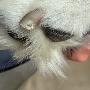 Uptown Dogs Pet Spa - Crushed keratin on dog's nail. - Pet Groomers Near Me - Wellington, Florida Uptown Dogs Pet Spa - Crushed keratin on dog's nail. - Pet Groomers Near Me - Wellington, Florida