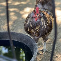 Barnstable Farm & Pet Supplies