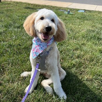 Scallywags - 6 month old Goldendoodle - Pet Groomers Near Me - Ashburn, Virginia