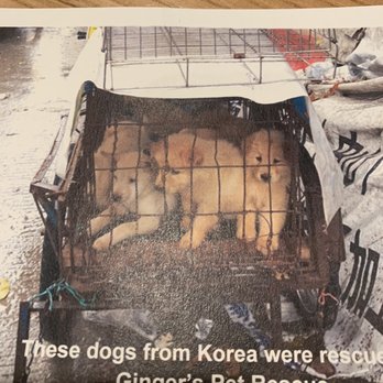 Ginger's Pet Rescue - Your organization misleads adopters. If you reverse image search this, it is easy to find that this image was stolen. - Animal Shelters Near Me