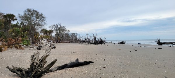Botany Bay Heritage Preserve/Wildlife Management Area by null