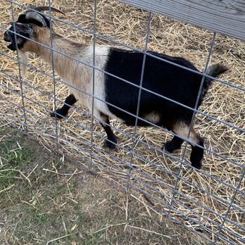 Pinehaven Farm - Goat. - Venues & Event Spaces Near Me - Wyoming, Minnesota Pinehaven Farm - Goat. - Venues & Event Spaces Near Me - Wyoming, Minnesota
