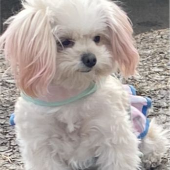 My Love Fur Paws - This is what they were told to do ... - Pet Training Near Me - Austin, Texas My Love Fur Paws - This is what they were told to do ... - Pet Training Near Me - Austin, Texas