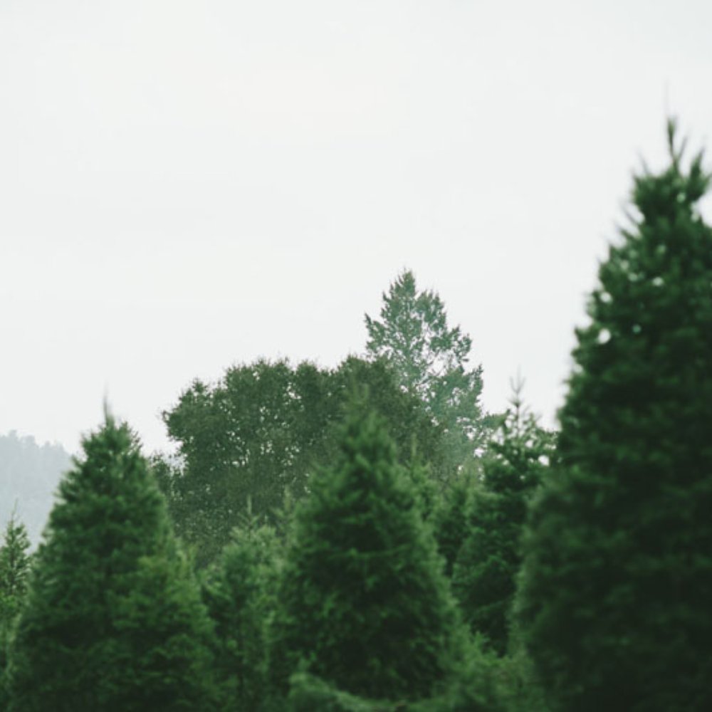 Summit Christmas Tree Farm - © Michael James Photography 2013 www.michaeljamesphotostudio.com - Christmas Trees Near Me - Los Gatos, California Summit Christmas Tree Farm - © Michael James Photography 2013 www.michaeljamesphotostudio.com - Christmas Trees Near Me - Los Gatos, California