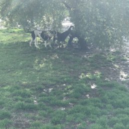 tree in big dog area