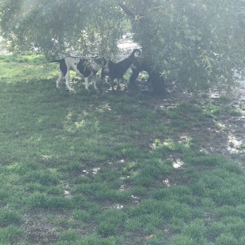 Redlands Dog Park - tree in big dog area - Dog Parks Near Me - Redlands, California
