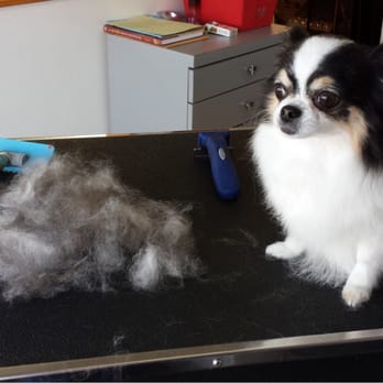 Long Haired Chihuahua De Shedding Yelp