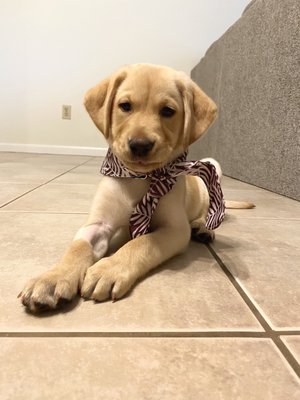 Big Dog Ranch Rescue 102 Photos 83 Reviews Animal Shelters 14444 Okeechobee Blvd Loxahatchee Fl United States Phone Number Yelp